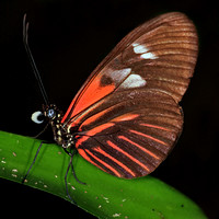 Doris butterfly - Laparus doris