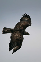 Common buzzard - Buteo buteo
