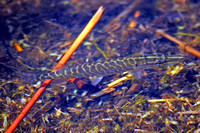 Northern pike -Esox lucius