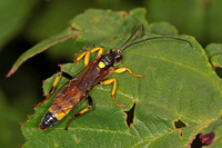 Ichneumon wasps