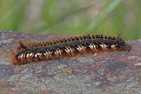Drinker moth caterpillar - Euthrix potatoria