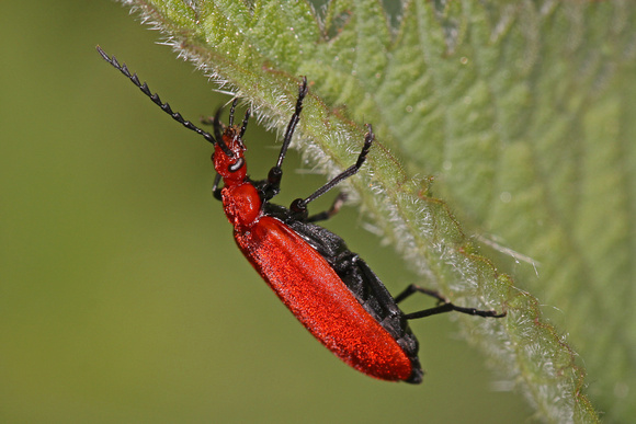 Cardinal beetle - Pyrochroa coccinea