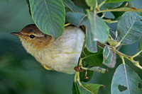 Willow warbler