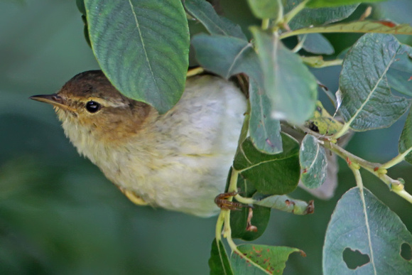 Willow warbler - Phylloscopus trochilus