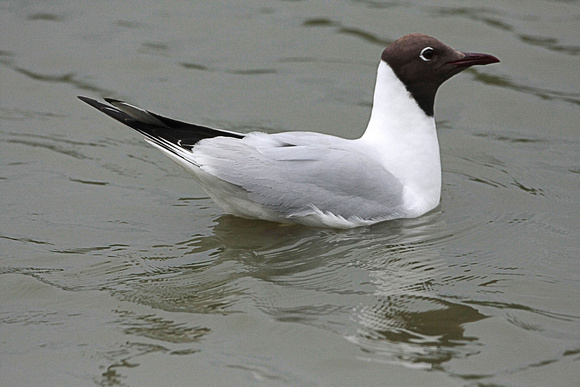 Black headed gull - Chroicocephalus ridibundus