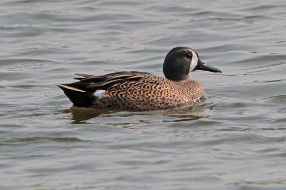 Blue winged teal - Anas disccors