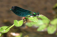 Beautiful demoiselle