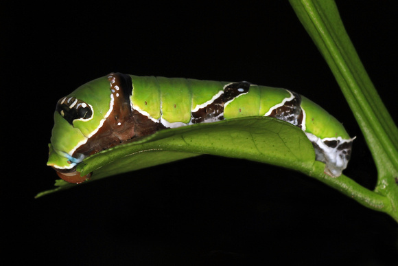 Common mormon butterfly caterpillar - Papilio polytes
