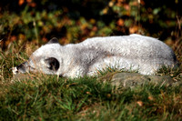 Arctic fox - Vulpes lagopus