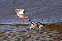 Redshank