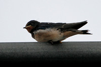 Swallow