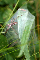 Nursery web spider - Pisaura mirabilis