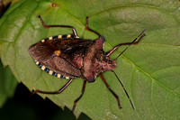 Forest bug - Pentatoma rufipes