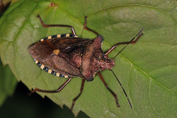 Forest bug - Pentatoma rufipes