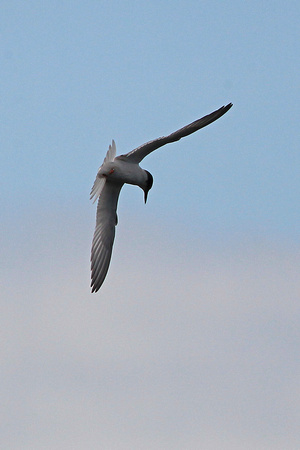 Little tern - Sterna albifrons