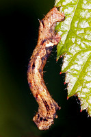 Mottled umber moth caterpillar - Erannis defoliaria