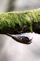 Tree creeper
