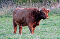 Highland bull - Bos taurus