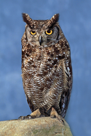 Bengal eagle owl - Bubo bengalensis