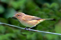 Garden warbler - Sylvia borin