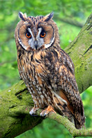 Apr 14 - Long eared owl