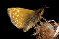Dingy skipper - Erynnis tages