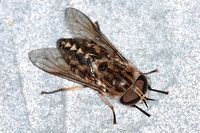 Horse fly - Tabanus bovinus